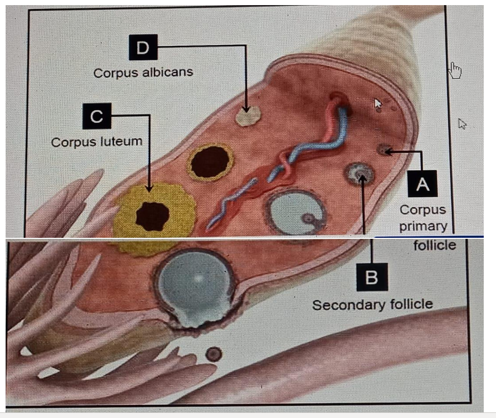 Diagram for question
